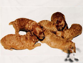 Apricot Poodle Puppies