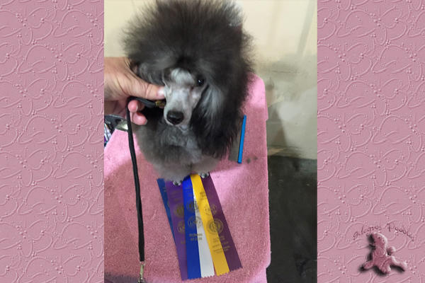 Sharbelle poodles best sale